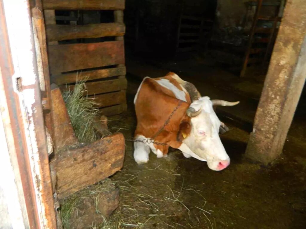 ardahanda sap hastaligi ciftcileri magdur ediyor PZQ5uNZD