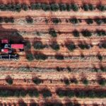 corak araziye can veren hasat hicbir sey yetismezken simdi deste deste para kazandiriyor NXHCPZHv