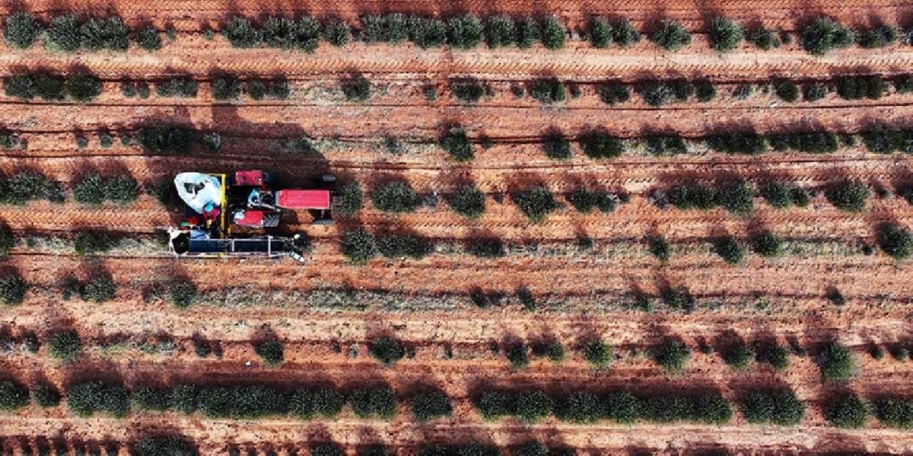 corak araziye can veren hasat hicbir sey yetismezken simdi deste deste para kazandiriyor NXHCPZHv