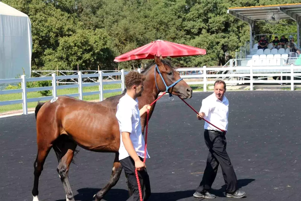 karacabeyde 50 tay satisi 27 milyon lira getirdi 33euswna