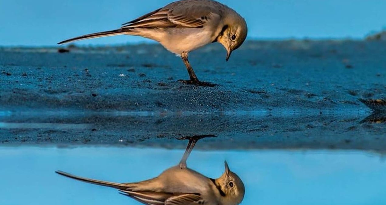 kuslarda cinsiyet degistirme giderek artiyor bilim insanlari hayretler icinde kaldi 56eslJ1B