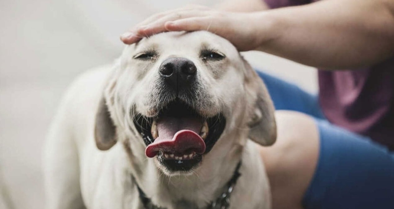1 ocakta basliyor kopekler icin gunluk vergi uygulanacak 5phcdZgw