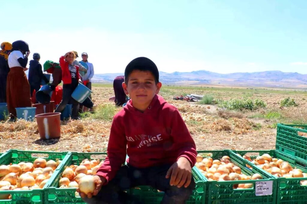 evrende kislik sogan hasadi basladi PVCPDKzM