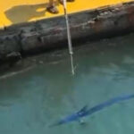 mavi yelken baligini vurana ceza KaUD6jj4