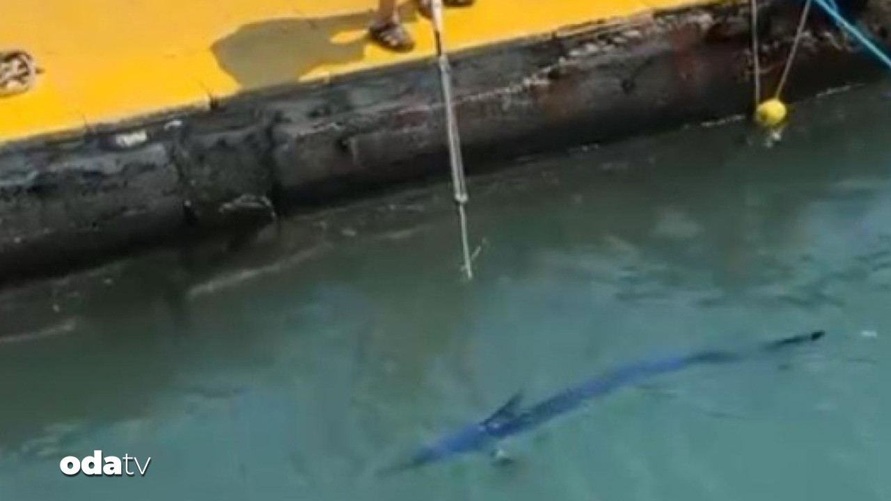 mavi yelken baligini vurana ceza KaUD6jj4