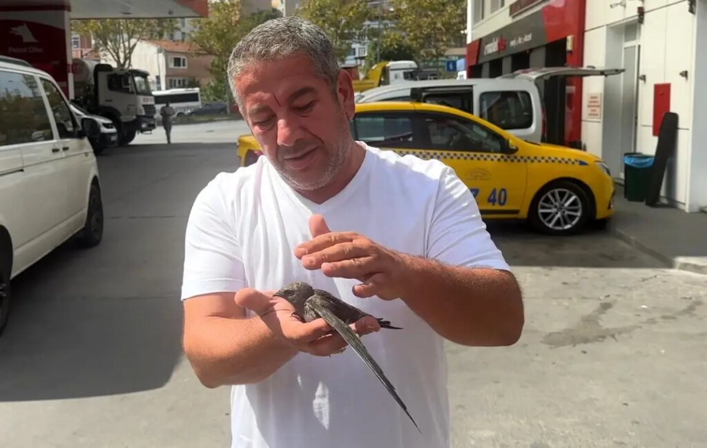 taksici bitkin kusu kurtardi BCRflkxM