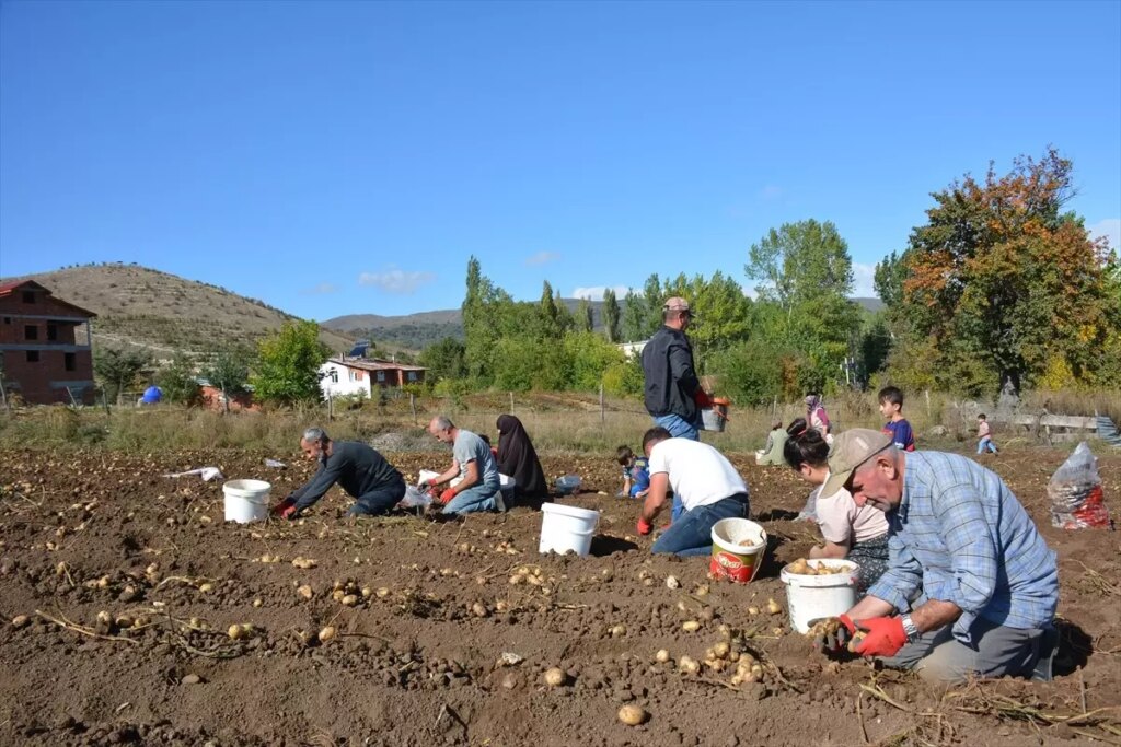 basciftlik beyazi patatesi hasadi basladi 2kUSV5PP