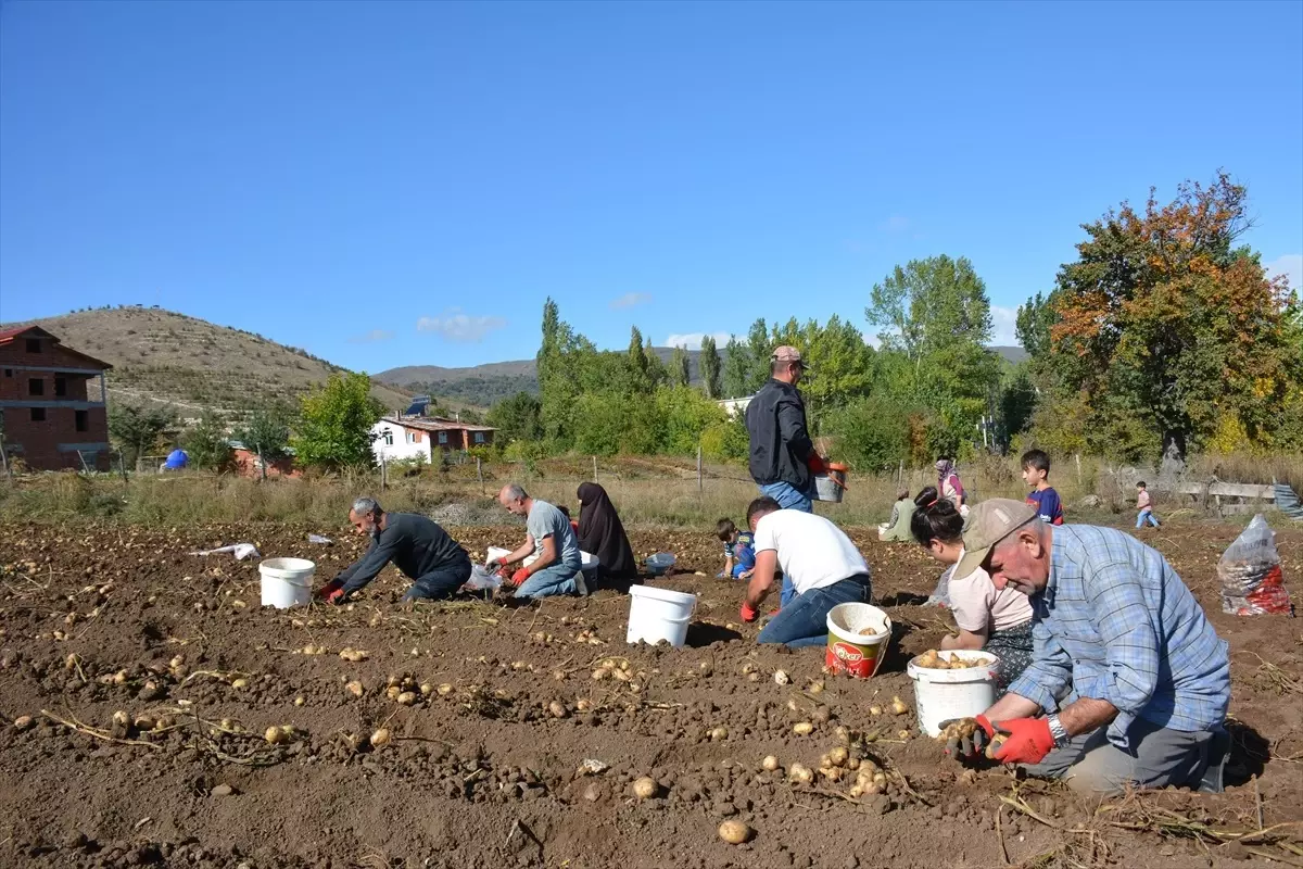basciftlik beyazi patatesi hasadi basladi 2kUSV5PP