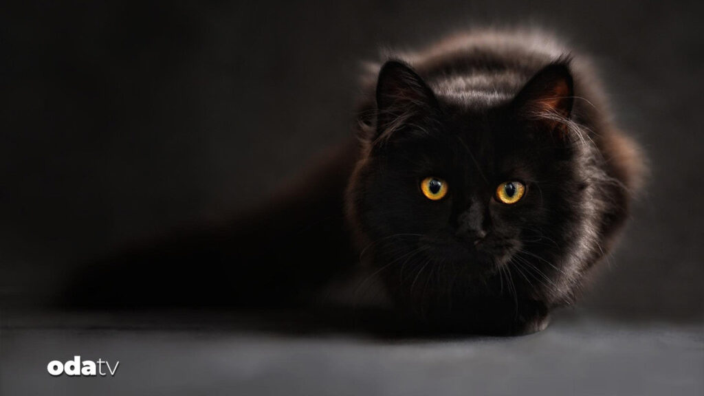 ispanyanin terrassa kentinde gecici kara kedi yasagi getirildi B52K1QJv.jpg