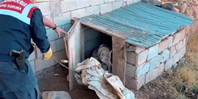 vanda kurdu zincirle baglayan sahsa 81 bin lira ceza kesildi qRPnnZmt.jpg