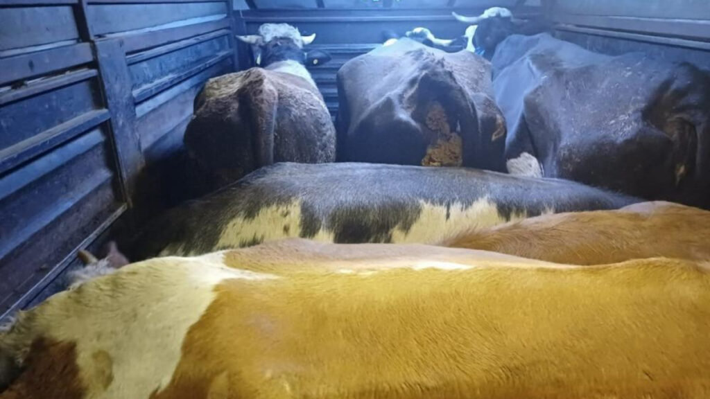 artvinde mandirada gasp ve hayvan hirsizligi bFZn9amd.jpg