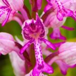 Salep Orkidesinin Cezası 500 Bin TL’yi Aşıyor, Çiftçiye Tek Hasatta Milyonlar Kazandırıyor