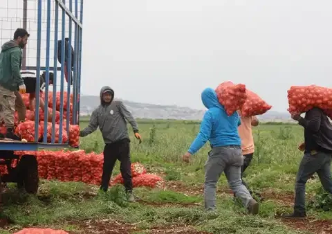 Amik Ovası’nda yetişiyor: Dönüm başına 5 ton mahsul verdi….