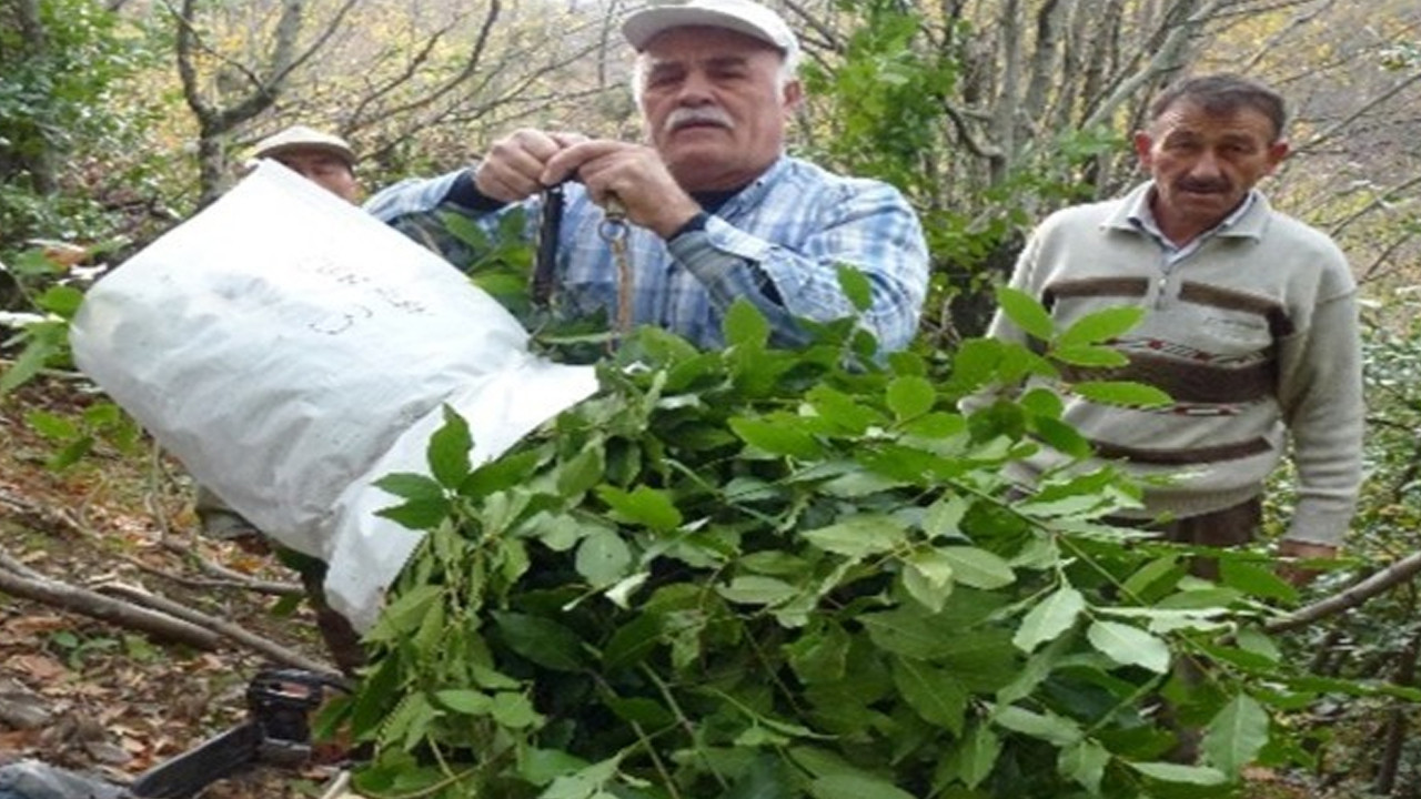 Haber gorseli