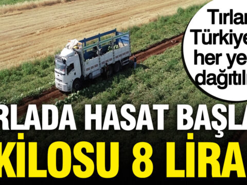 Hasat basladi tarlada kilosu 8 lira tirlarla turkiyenin her yerine dagitiliyor stlQPztF