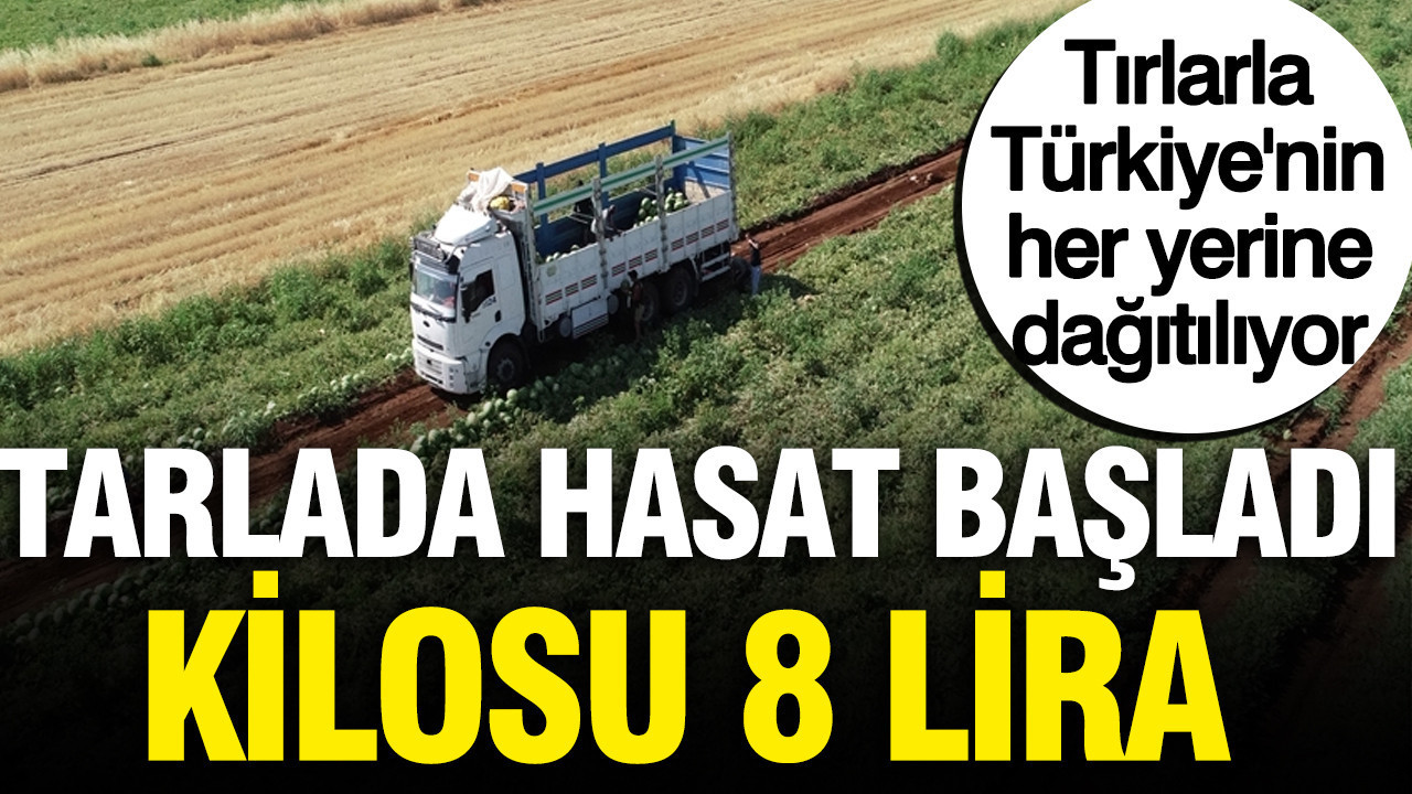 Hasat basladi tarlada kilosu 8 lira tirlarla turkiyenin her yerine dagitiliyor stlQPztF